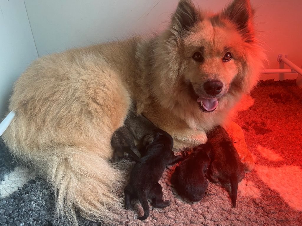 chiot Eurasier Des Trésors d'AniMar